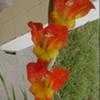 Thumbnail #1 of Gladiolus dalenii by BamaBelle