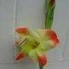 Thumbnail #5 of Gladiolus dalenii by wallaby1