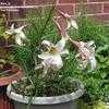 Thumbnail #2 of Lilium formosanum by Mike_G