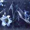 Thumbnail #4 of Lilium formosanum by kennedyh
