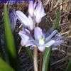 Thumbnail #1 of Chionodoxa forbesii by arsenic