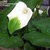 Thumbnail #2 of Zantedeschia aethiopica by Shirley1md