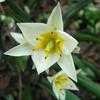 Thumbnail #3 of Tulipa turkestanica by John_Benoot