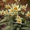 Thumbnail #1 of Tulipa turkestanica by philomel