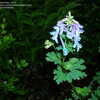 Thumbnail #4 of Corydalis elata by sladeofsky