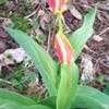 Thumbnail #3 of Tulipa clusiana var. chrysantha by poppysue
