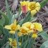 Thumbnail #2 of Tulipa clusiana var. chrysantha by mystic