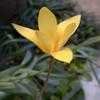 Thumbnail #1 of Tulipa clusiana var. chrysantha by Lophophora