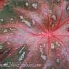 Thumbnail #2 of Caladium bicolor by kmom246