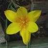 Thumbnail #4 of Tulipa clusiana var. chrysantha by htop