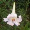 Thumbnail #1 of Lilium philippinense by Badseed