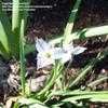 Thumbnail #1 of Ipheion uniflorum by zone5girl