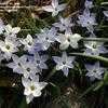 Thumbnail #3 of Ipheion uniflorum by TomH3787