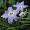 Thumbnail #4 of Ipheion uniflorum by TomH3787