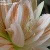 Thumbnail #3 of Hippeastrum  by kniphofia