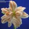 Thumbnail #2 of Hippeastrum  by kniphofia