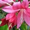 Thumbnail #5 of Crinum  by Calif_Sue