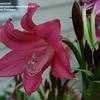 Thumbnail #3 of Crinum  by TomH3787