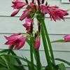 Thumbnail #4 of Crinum  by TomH3787