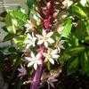 Thumbnail #2 of Eucomis comosa by KMAC