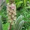 Thumbnail #5 of Eucomis comosa by sladeofsky