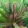 Thumbnail #4 of Eucomis comosa by sterhill