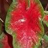 Thumbnail #5 of Caladium  by SandPiper