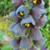 Thumbnail #2 of Fritillaria persica by fullofire29