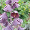 Thumbnail #3 of Fritillaria persica by humulus_lupulus