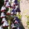 Thumbnail #4 of Fritillaria persica by henkmaters2
