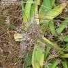 Thumbnail #2 of Allium schubertii by sweezel