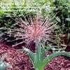 Thumbnail #4 of Allium schubertii by LilyLover_UT