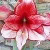 Thumbnail #2 of Hippeastrum  by cajun_gal