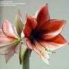 Thumbnail #5 of Hippeastrum  by kniphofia
