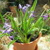 Thumbnail #3 of Hyacinthus orientalis var. albulus by berrygirl