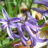 Thumbnail #4 of Hyacinthus orientalis var. albulus by berrygirl