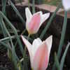 Thumbnail #5 of Tulipa clusiana by berrygirl