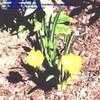 Thumbnail #5 of Sternbergia lutea by lupinelover