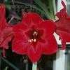 Thumbnail #3 of Hippeastrum  by Kelli