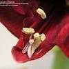 Thumbnail #4 of Hippeastrum  by kniphofia