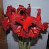 Thumbnail #2 of Hippeastrum  by DaylilySLP