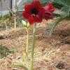 Thumbnail #5 of Hippeastrum  by vossner