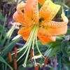 Thumbnail #1 of Lilium henryi by TBGDN