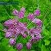Thumbnail #3 of Allium oreophilum by Evert