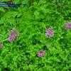 Thumbnail #2 of Allium oreophilum by Evert