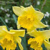 Thumbnail #2 of Narcissus  by Gardening_Jim