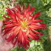 Thumbnail #4 of Dahlia  by Cville_Gardener