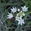 Thumbnail #1 of Allium drummondii by SShurgot