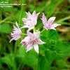 Thumbnail #2 of Allium drummondii by Jeff_Beck