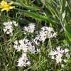 Thumbnail #5 of Allium drummondii by sweezel